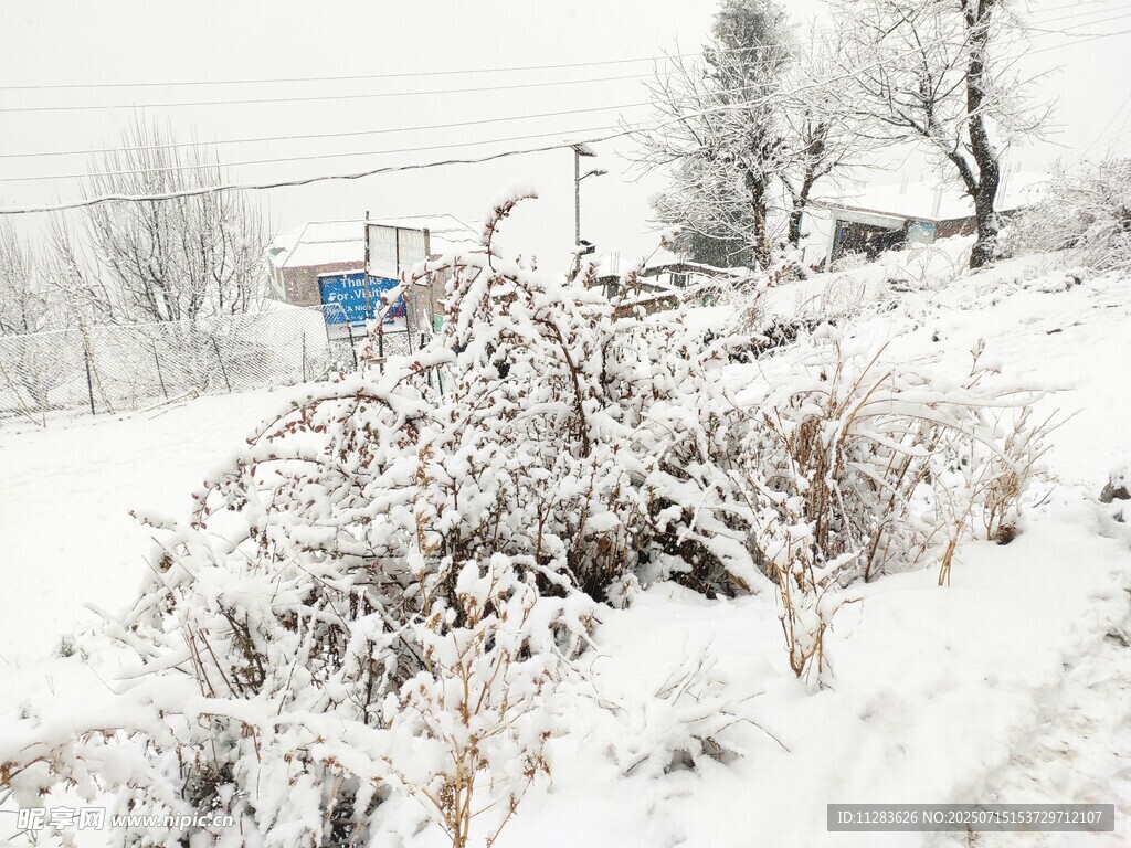 雪覆灌木丛的冬日景致