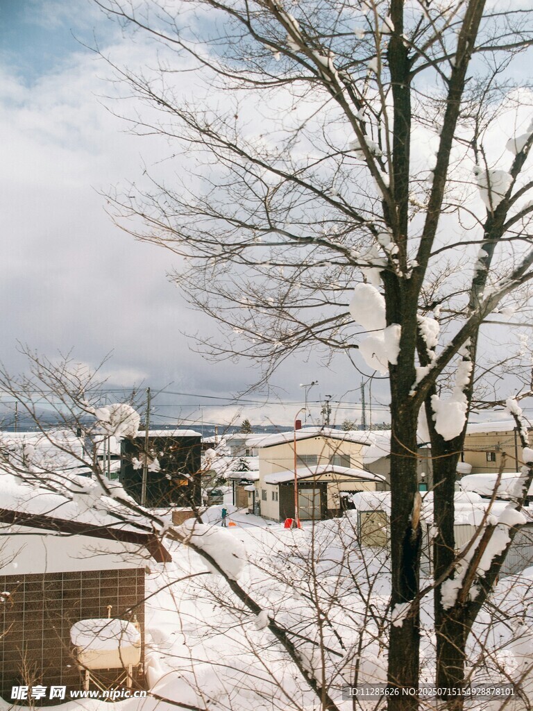 冬日雪景中的萧瑟树木