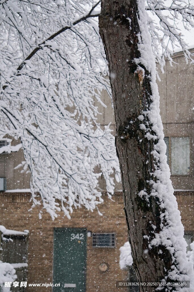 雪覆树枝的冬日景象