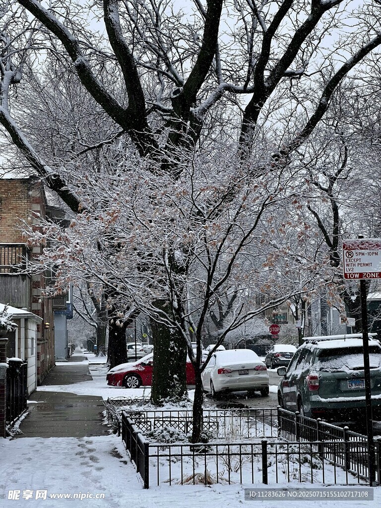 冬日雪覆街道树木景观
