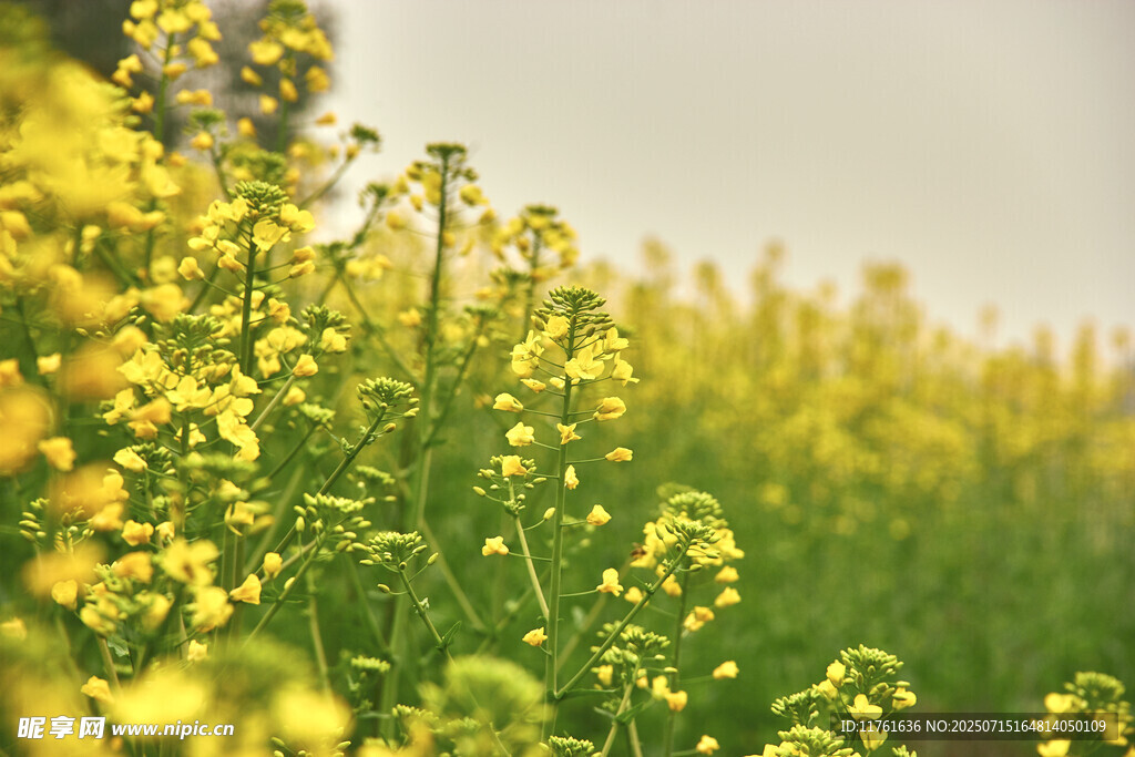 春日油菜花田