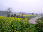 春日乡间油菜花田小路