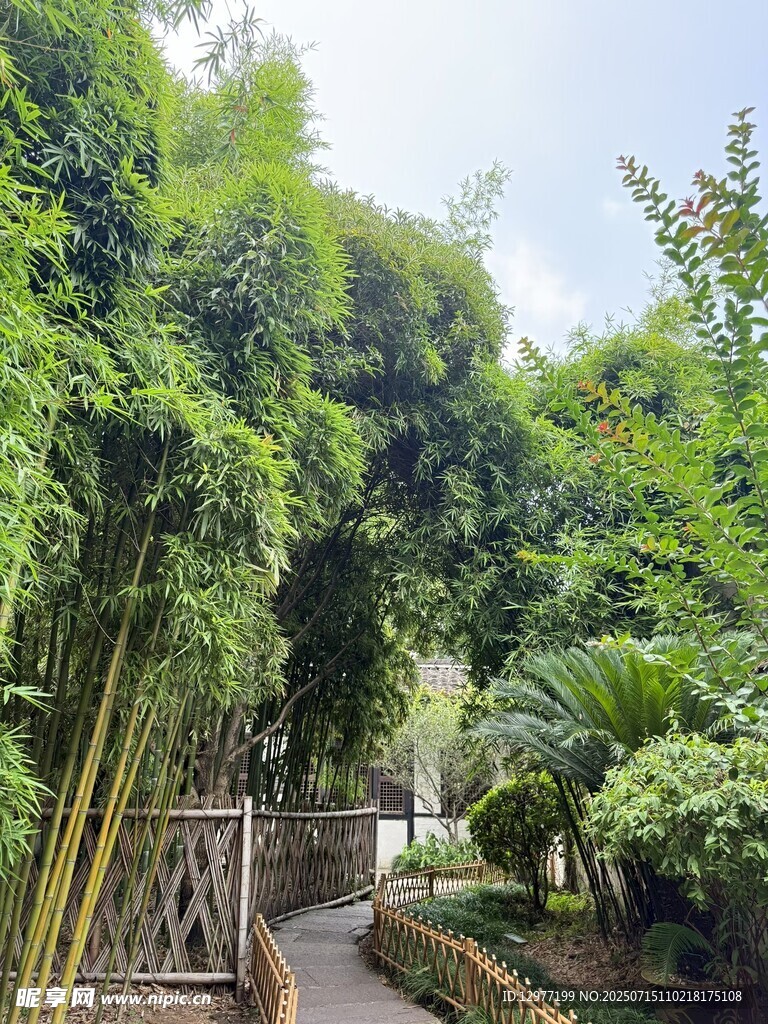 清幽竹林小径景观