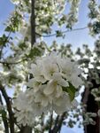 枝头绽放的洁白花朵