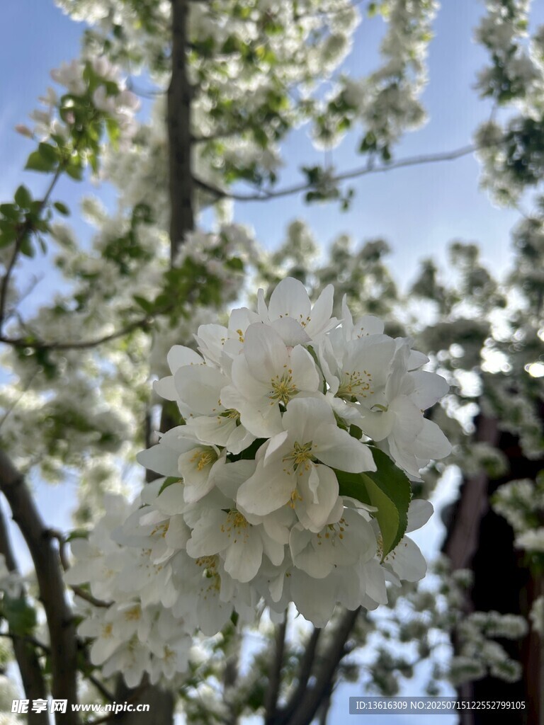 枝头绽放的洁白花朵