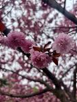 粉色樱花