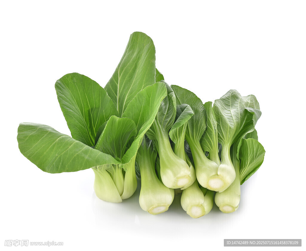 新鲜小白菜