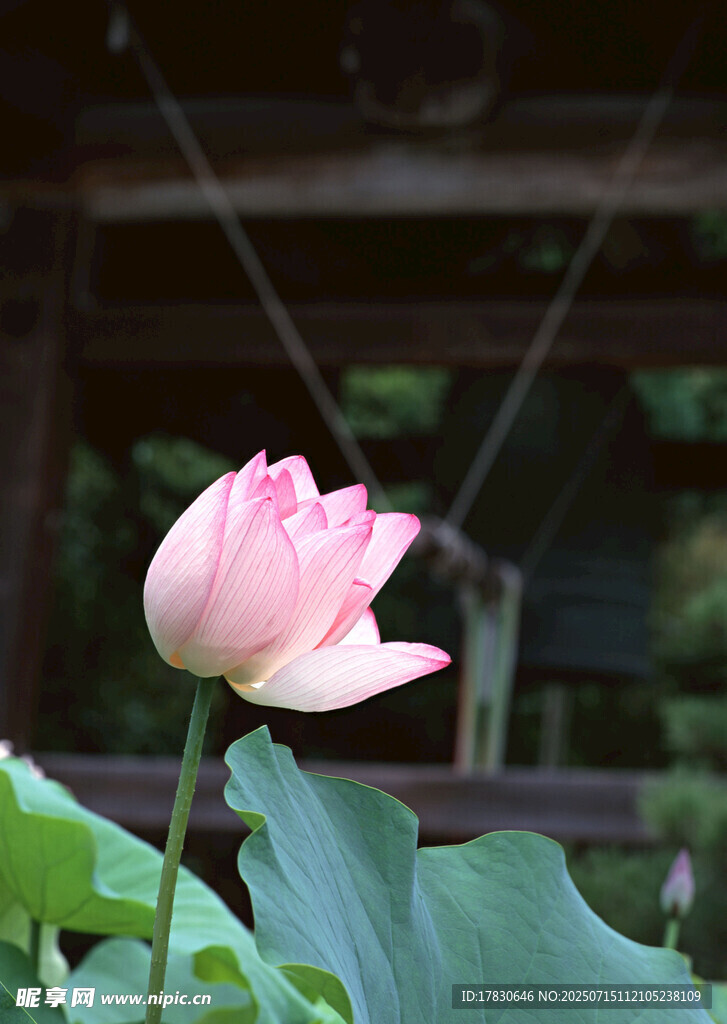 粉色荷花绽放