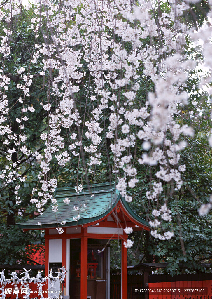日式庭院樱花下的小屋