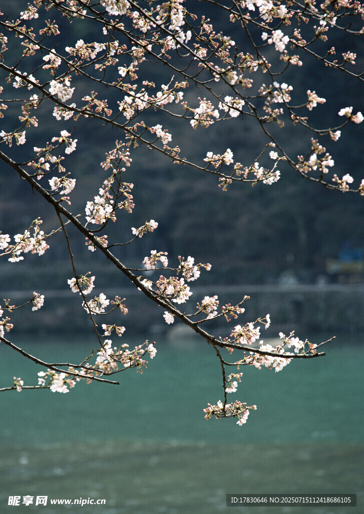 湖畔绽放的烂漫樱花