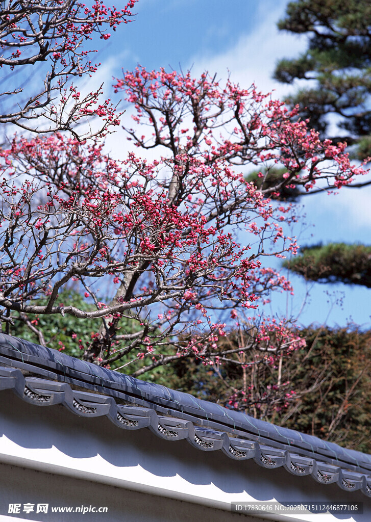 日式屋檐旁的烂漫樱花