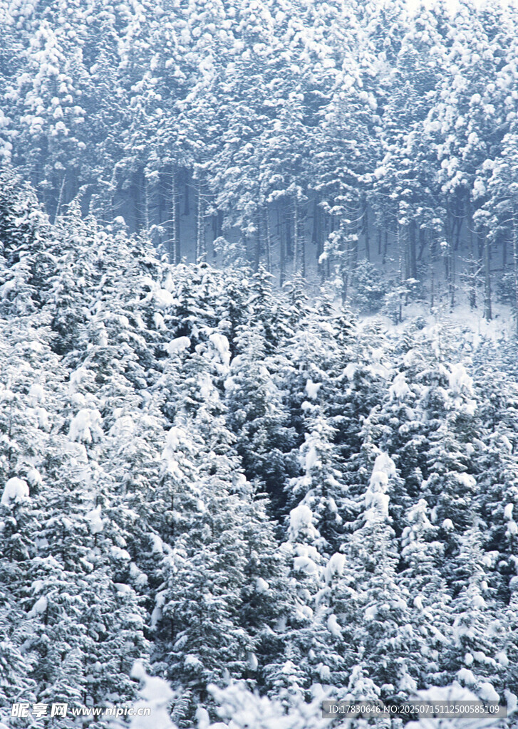 冬日雪覆森林美景