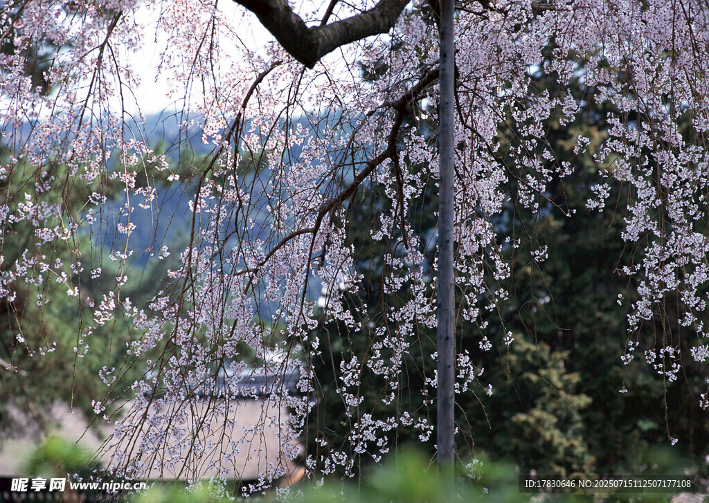 春日烂漫樱花垂挂美景