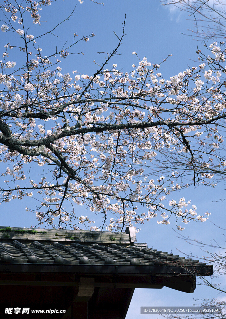 屋顶旁绽放的烂漫樱花