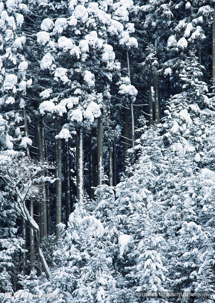 雪覆森林美景