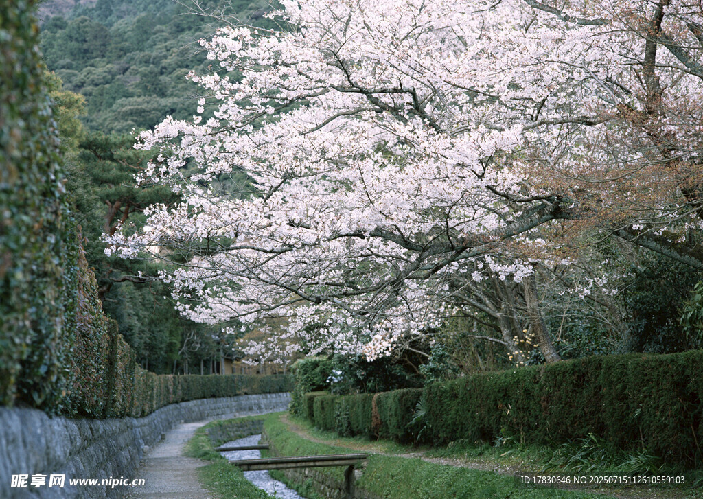 春日樱花小道美景