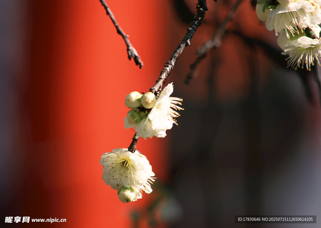 白花枝头
