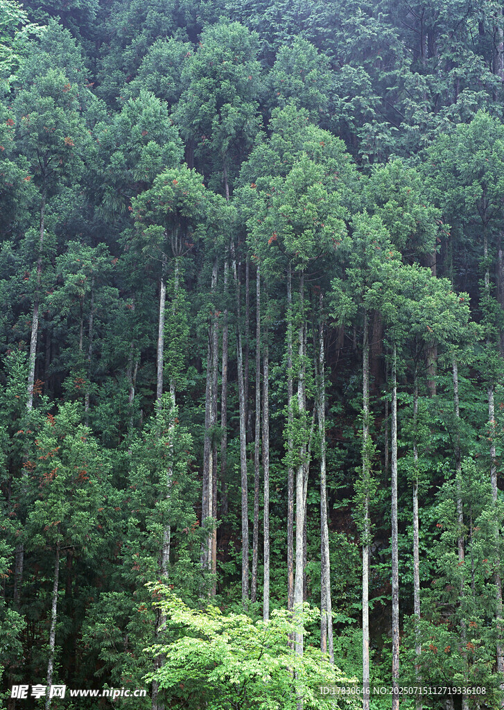 茂密山林中的挺拔树木