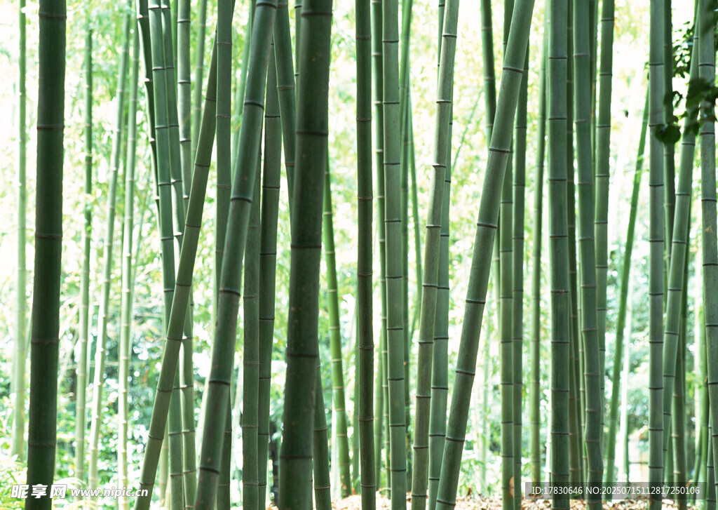 翠绿竹林美景