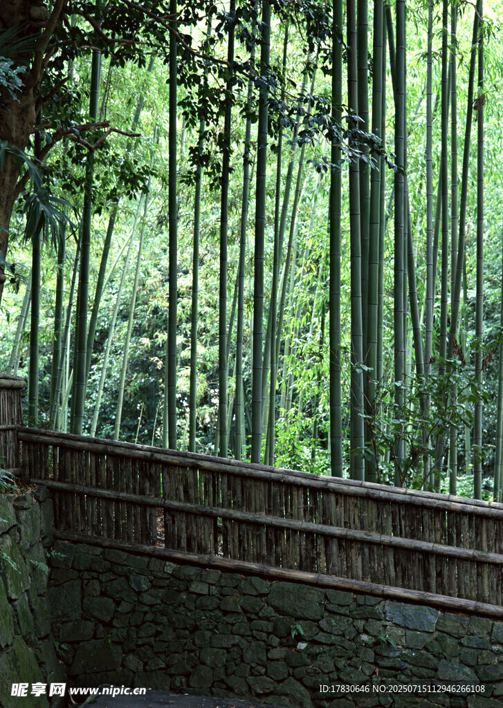 竹林中的古朴石墙小道