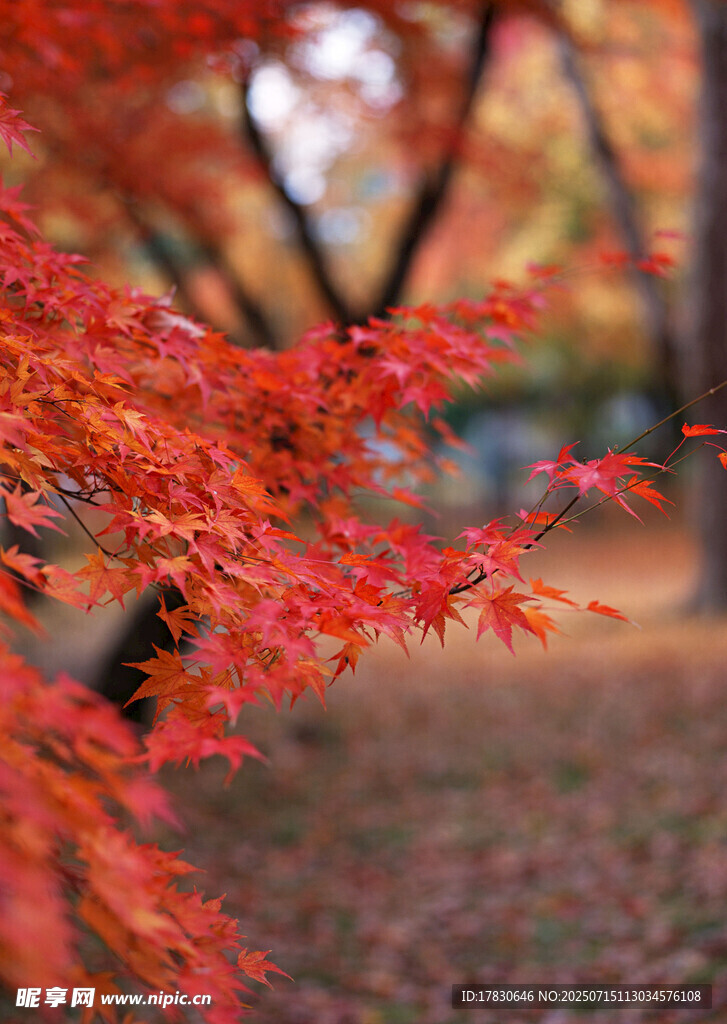 秋日红枫特写