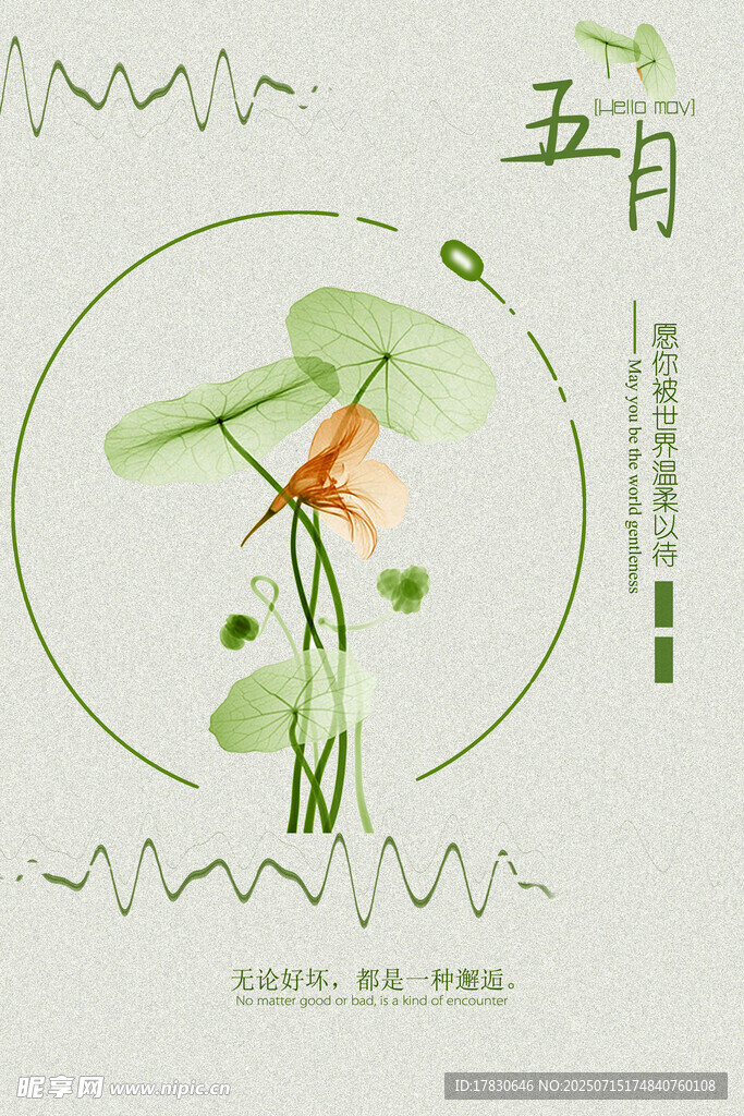 五月荷花插画