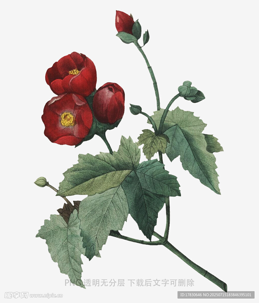 复古风红色花卉植物插画