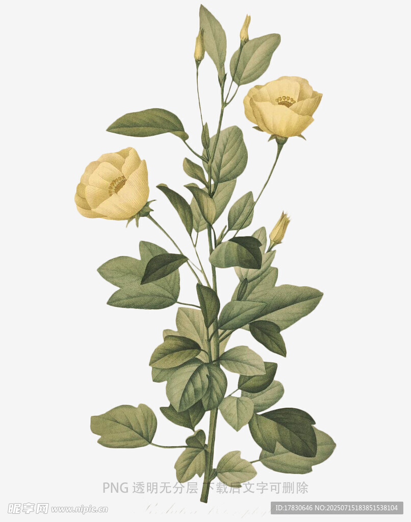 黄色花卉植物插画