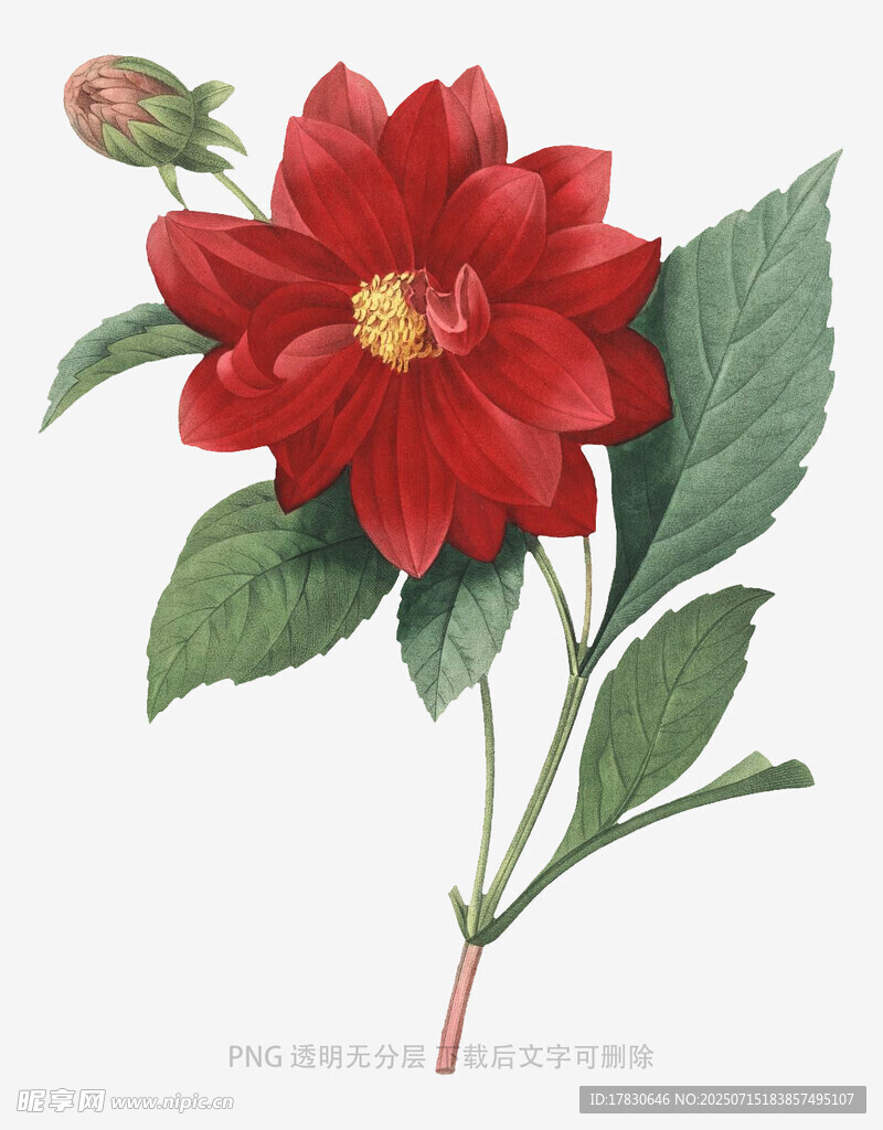 红色大丽花插画