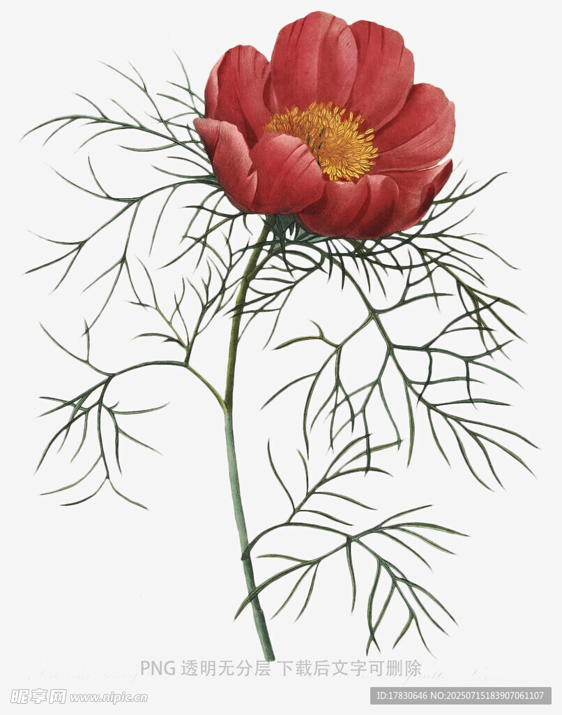 红色单朵芍药植物插画