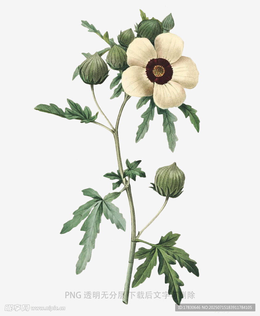 手绘白色银莲花植物图