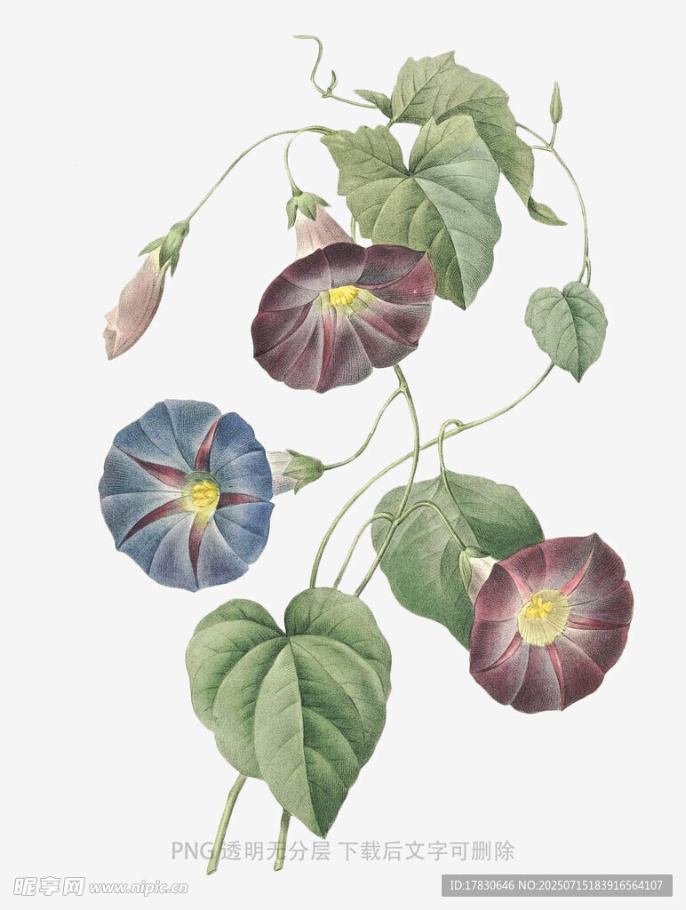 手绘牵牛花植物插画