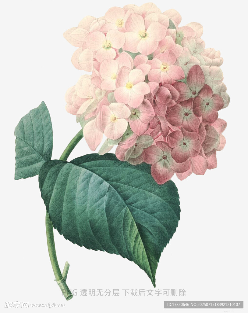 粉色绣球花插画