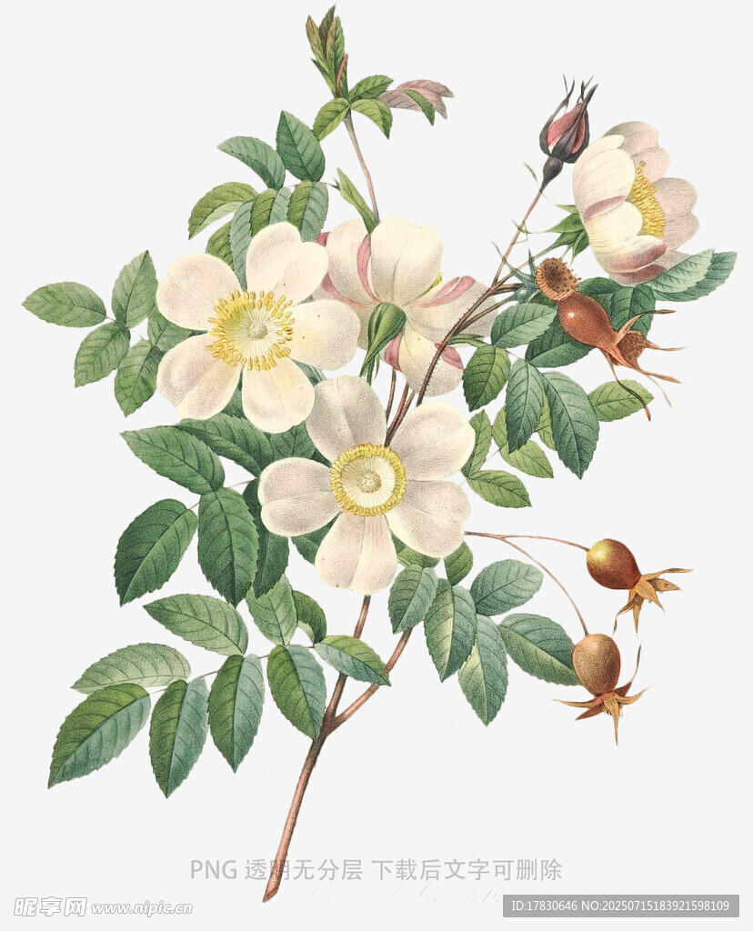 白蔷薇花枝插画