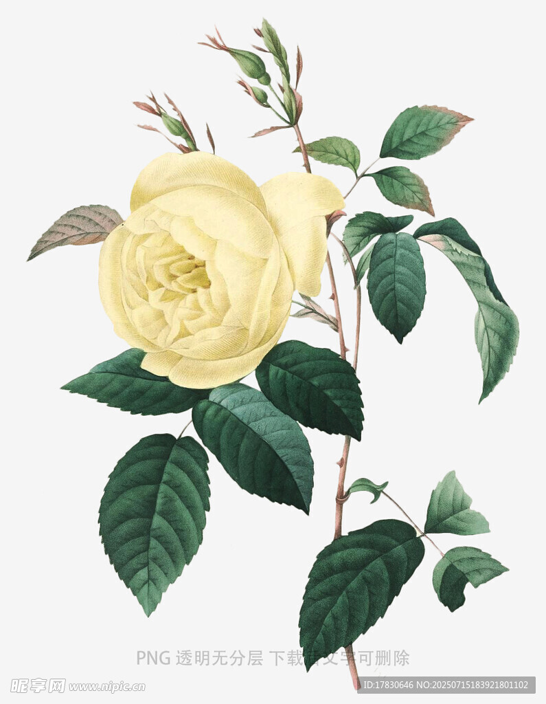 黄玫瑰插画