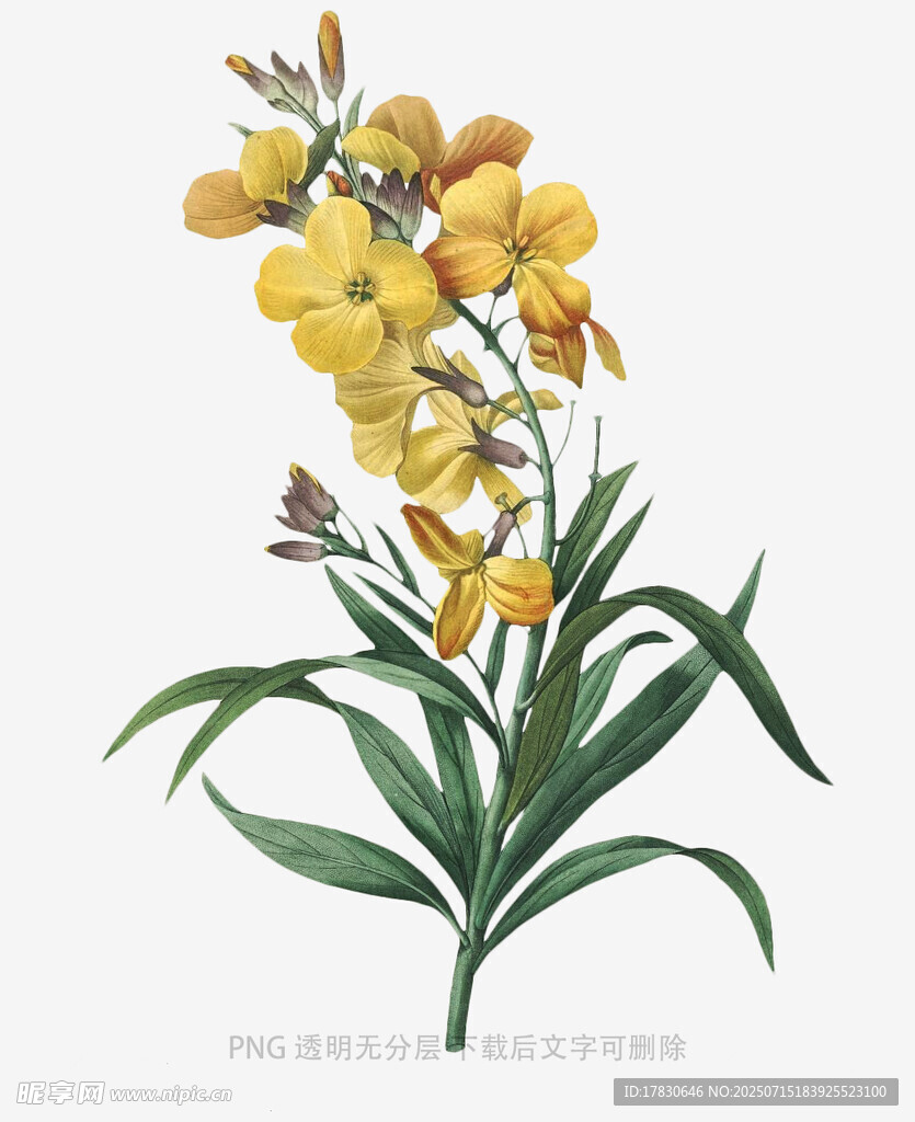 黄色花卉插画