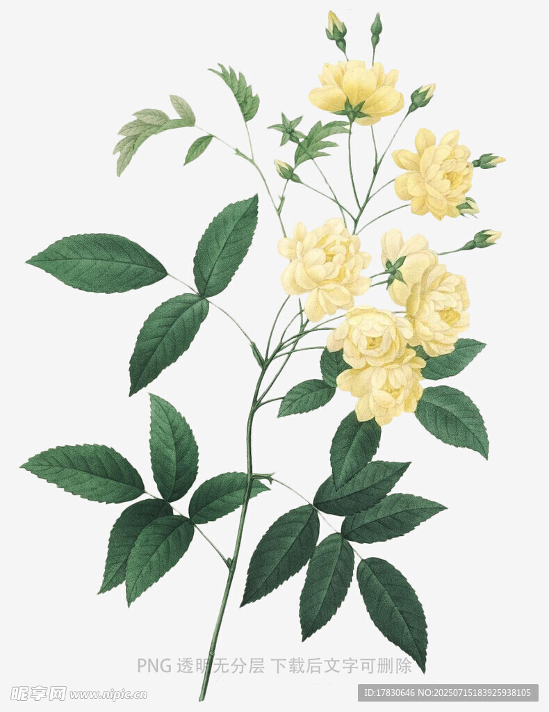 黄蔷薇花卉插画
