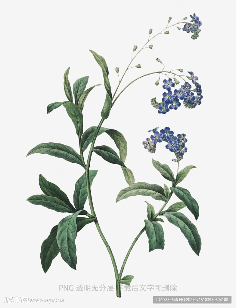 蓝花绿叶植物插画