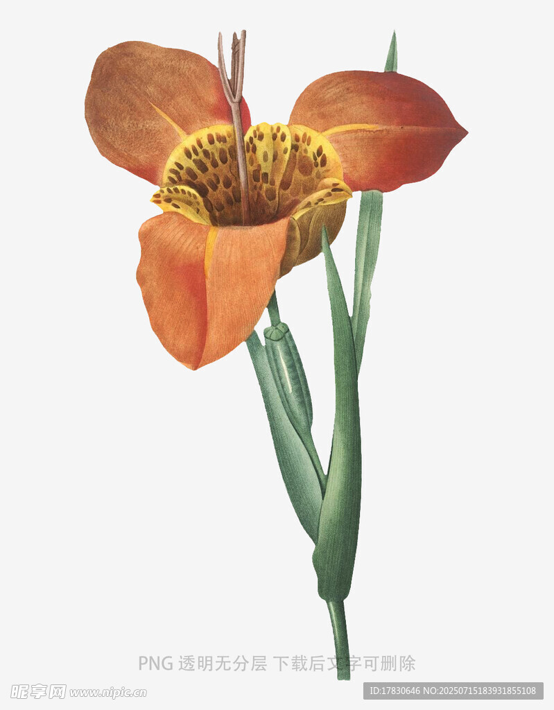 橙色花朵植物插画