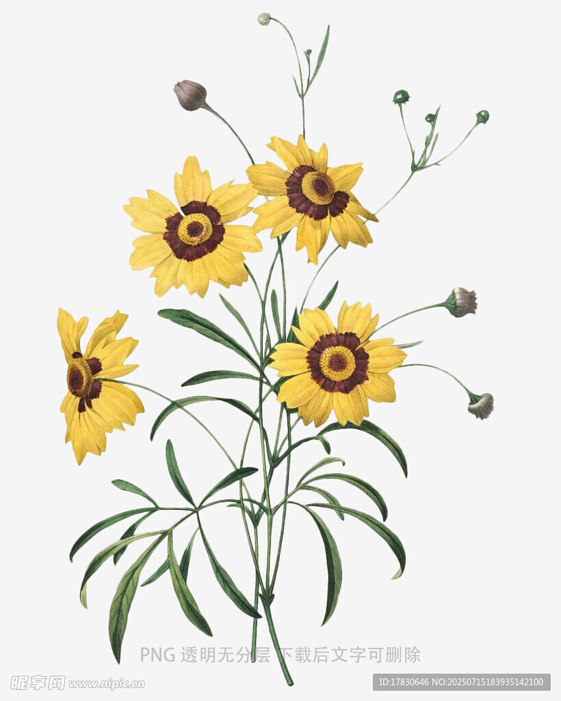 手绘黄色花朵植物插画