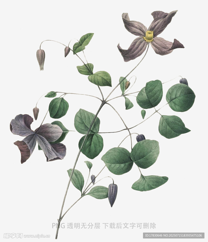 手绘铁线莲植物花卉图