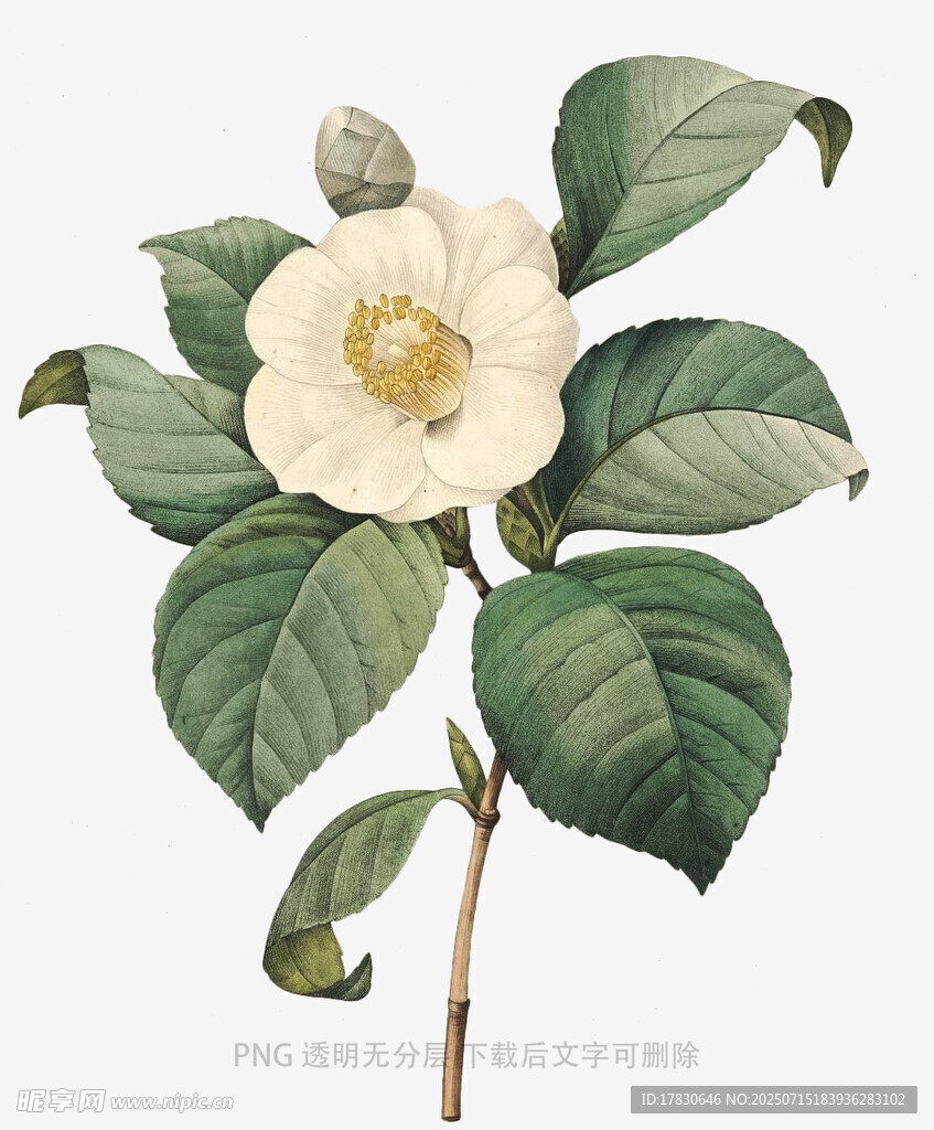 白色山茶花插画