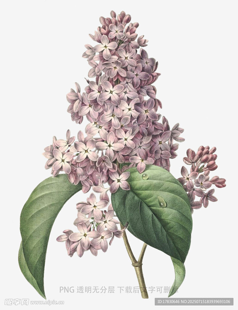 手绘紫丁香花卉图