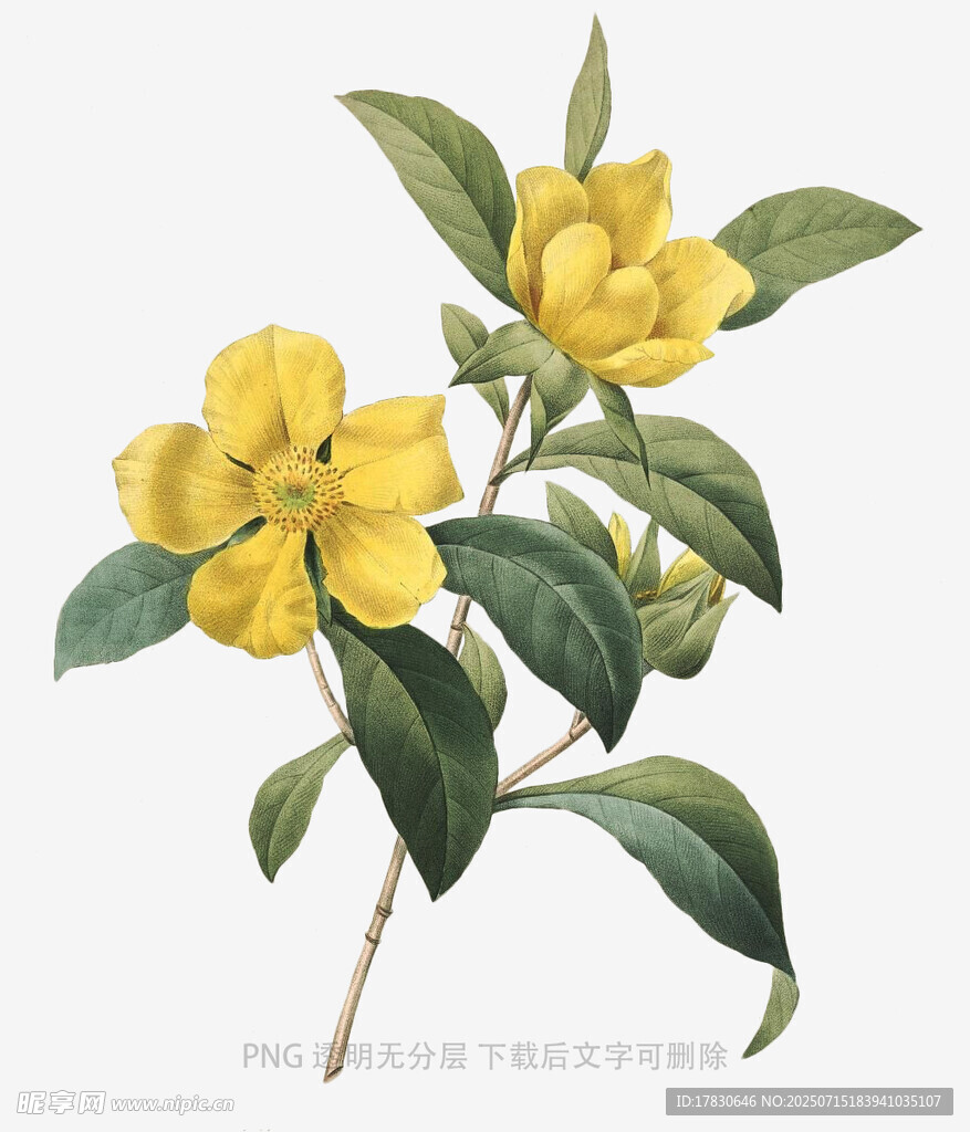 黄色花卉植物插画