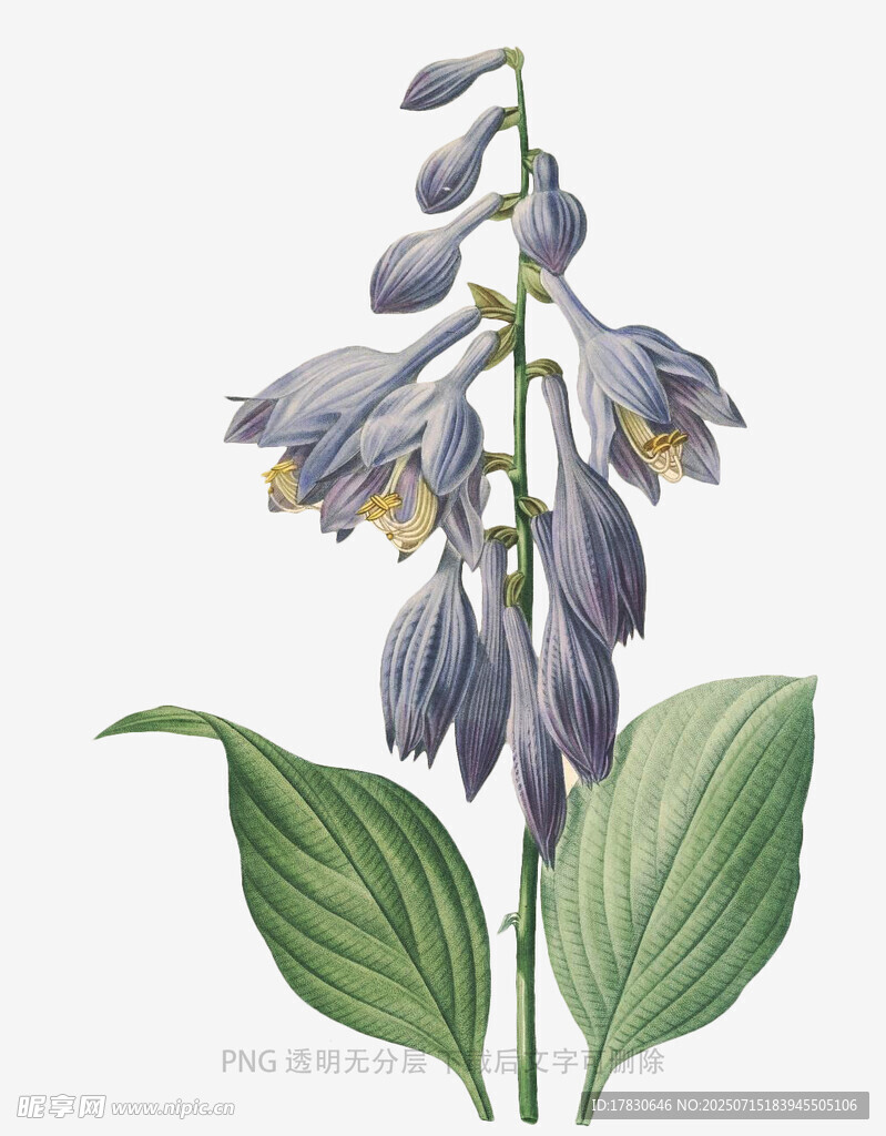 紫色玉簪花植物插画