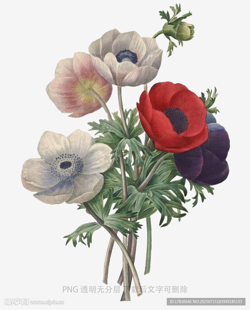 复古风手绘银莲花插画