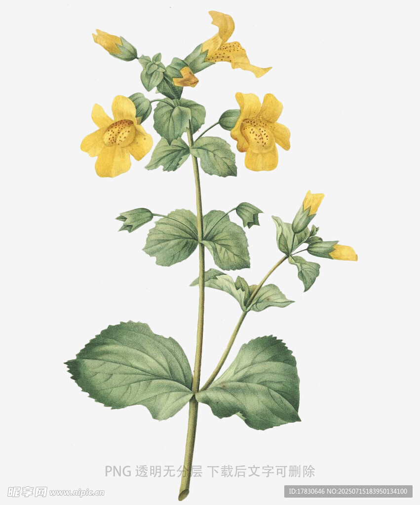 黄色花朵植物插画