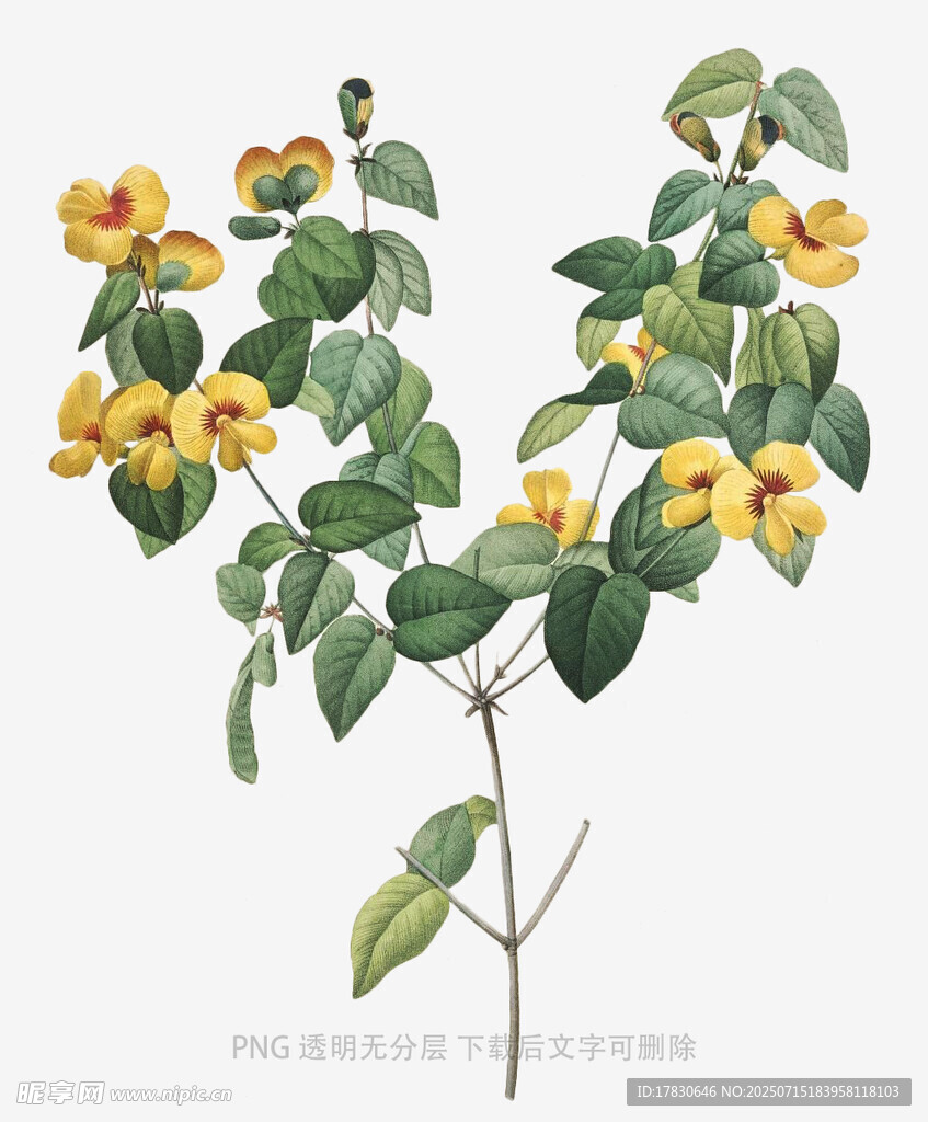 黄色花朵植物插画