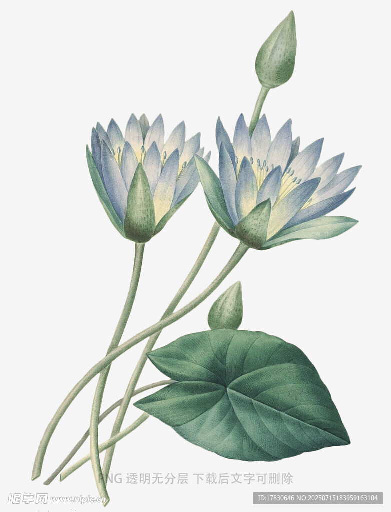 手绘清新双生莲花插画