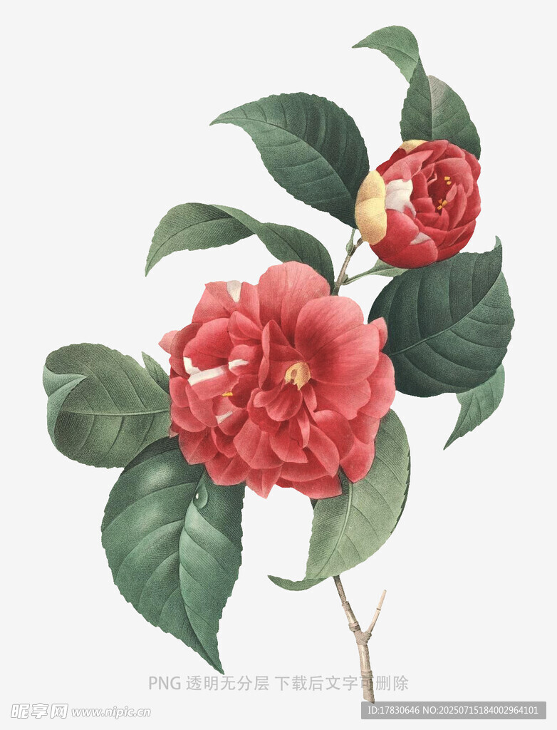 娇艳山茶花插画